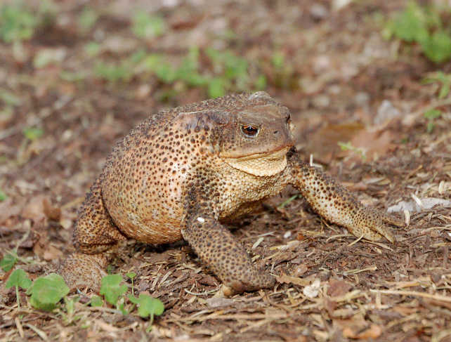 Rospo comune femmina - Bufo bufo